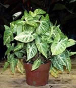 Arrowhead Philodendron and Butterfly Nephthytis