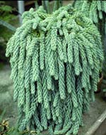 Burro's Tail and Donkey Tail