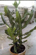 Candelabra Plant