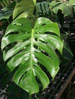 Cut-leaf Philodendron and Split-Leaf Philodendron