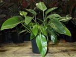 Elephant Ear Philodendron and Spade Leaf Phillodendron