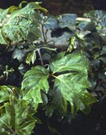 Ellen Danica Oak Leaf Grape Ivy