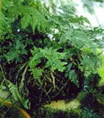 Golden Polypody and Rabbit's Foot Fern