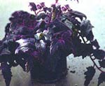 Purple Passion and Velvet Plant