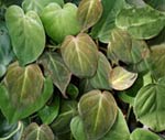 Velvet Leaf Heart Ivy